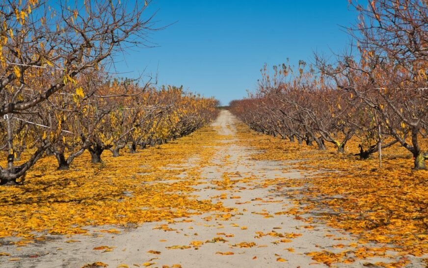 Why California peach farmers are removing thousands of trees after Del Monte Foods’ bankruptcy